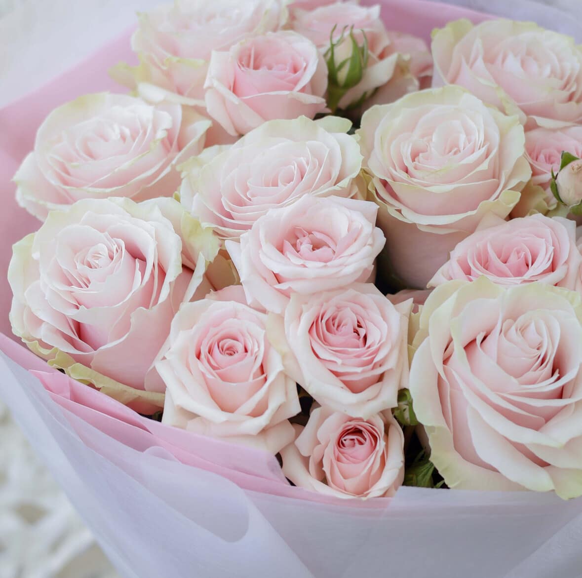 Rose Whisper
